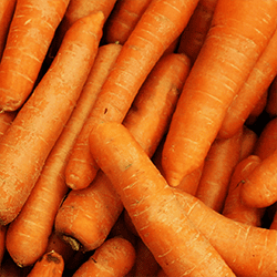 Que planter au jardin - Carottes - Univers Du Pro